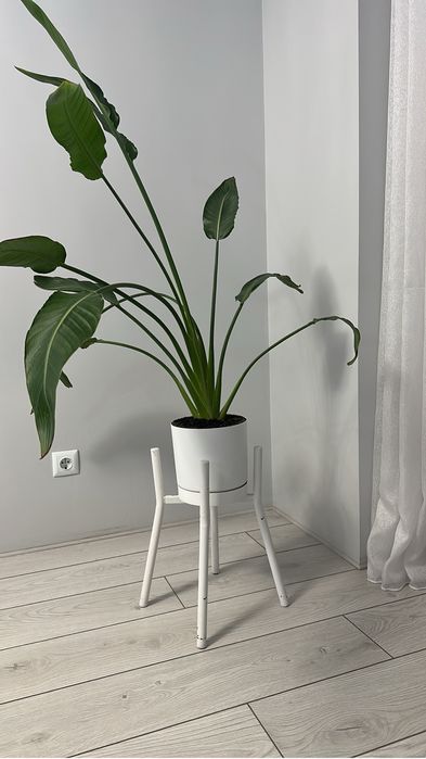 Стрелиция Регина