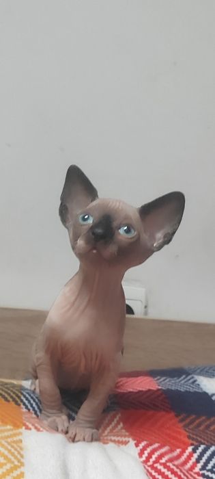 Канадски  Сфинкс