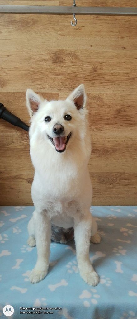 Salon Canin si Felin Timisoara