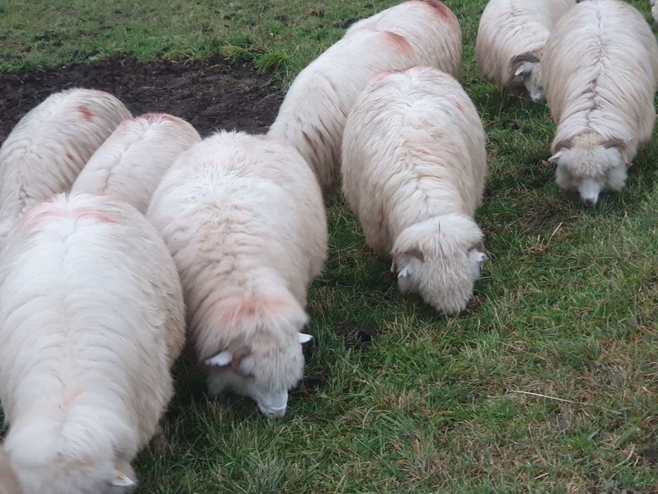 Oi țurcane 20 de bucăți