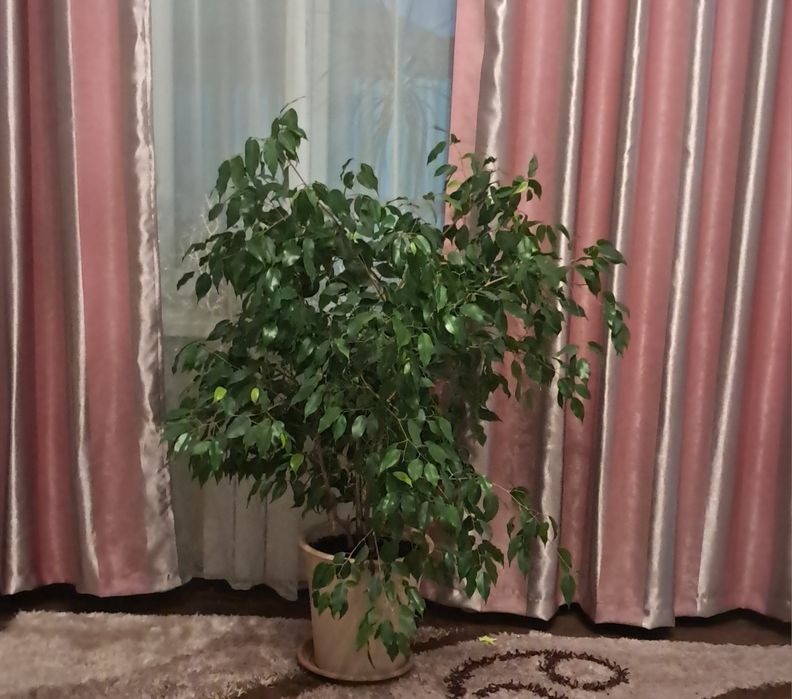 Фикусы, комнатные растения