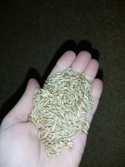 Grau de vanzare 2025