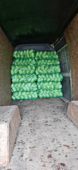 Varză de vânzare!