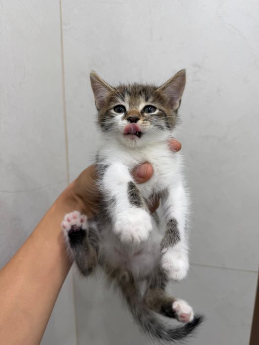Котята ищут дом!