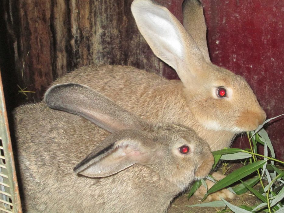 iepuri urias german de carne