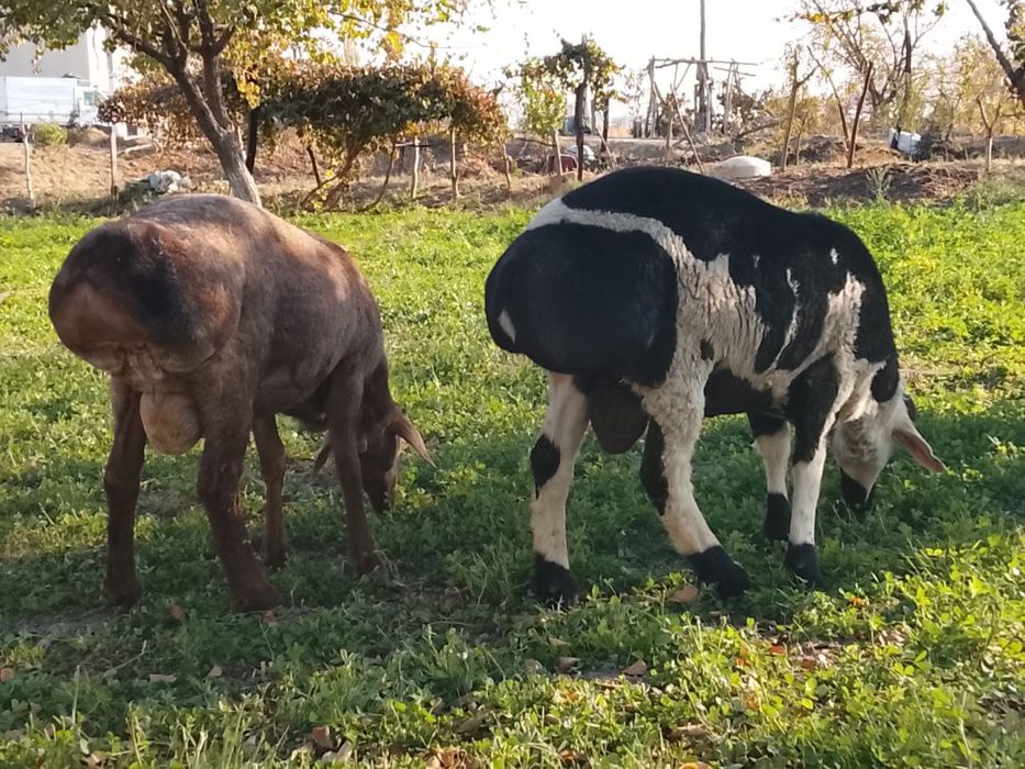 Кучкорлар сотилади