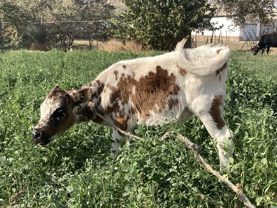 Она бола сигир 23 000,000