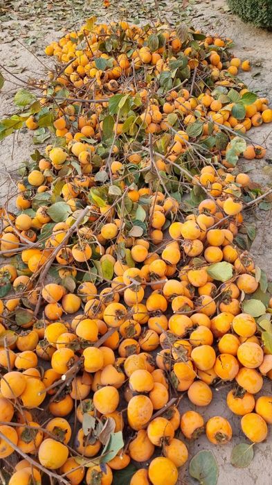 Хурмо сотилади кота