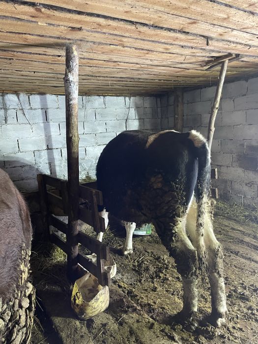 Продам 2 бычков 2 годовалые