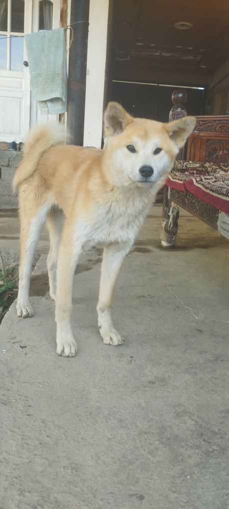 Akita inu kuchugi