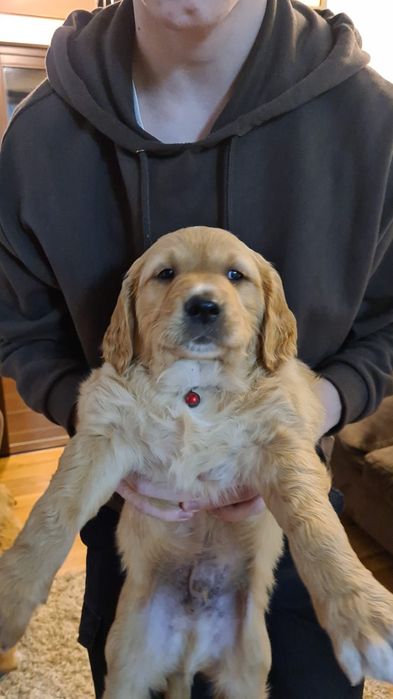 Puiuț golden retriever