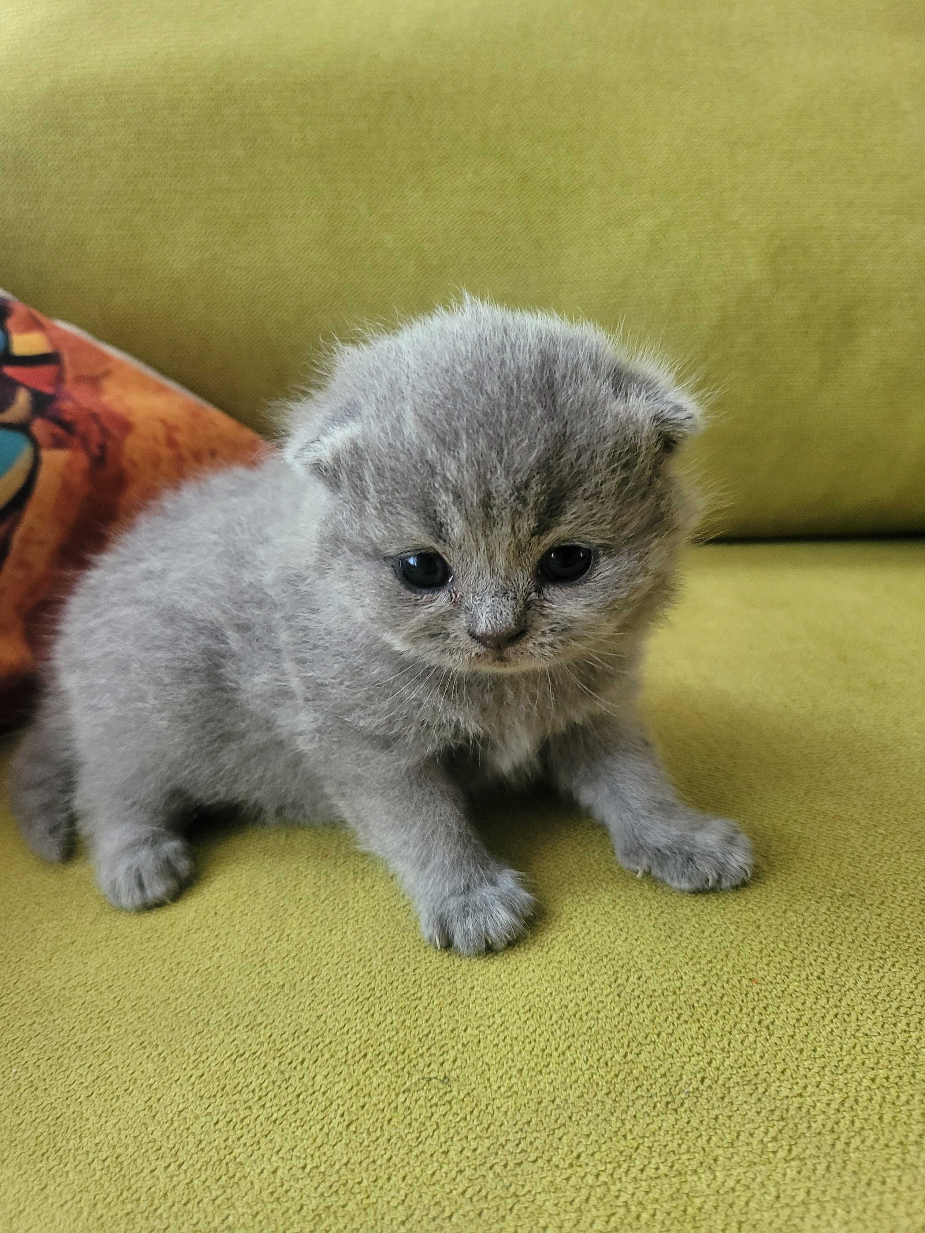 Котета "Британки"