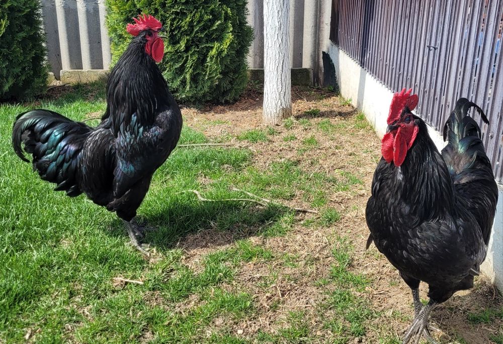 Vând cocoși austrolop și vorwerk