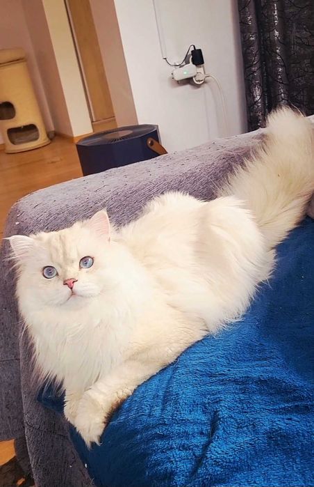 British longhair alb cu ochii albastri