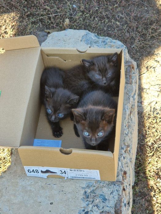 Котята,бесплатно