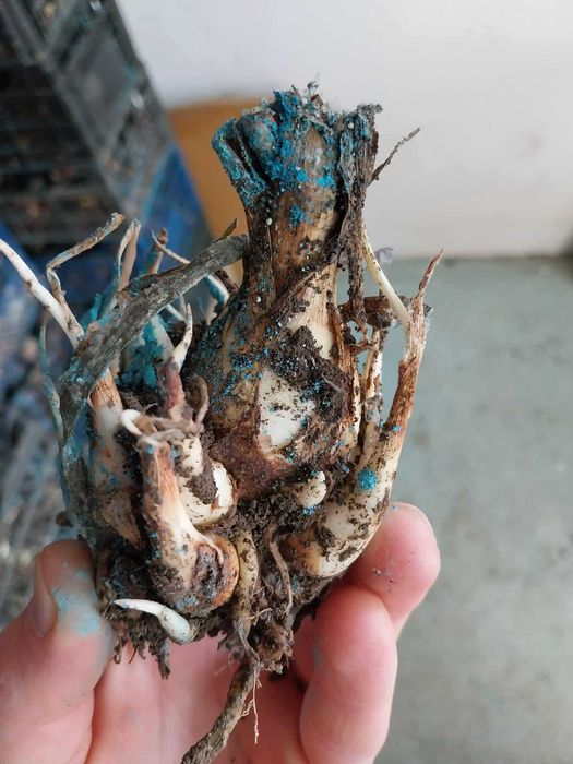 Bulbi de tuberoze albe, si gladiole