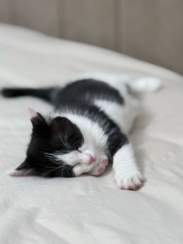 Котенок-девочка ищет дом