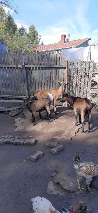 Capra si iezi puri
