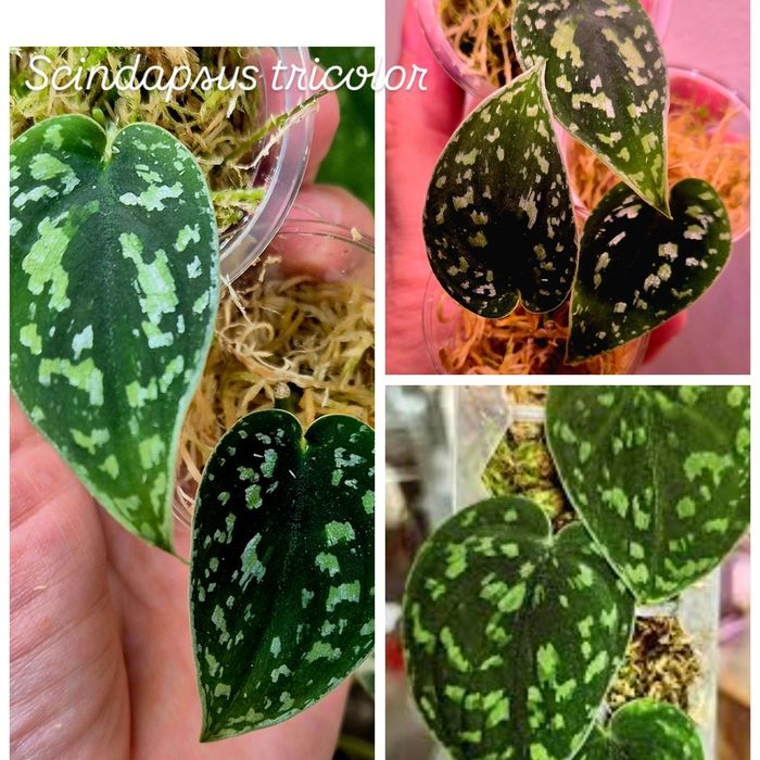 Сциндапсусы сортовые