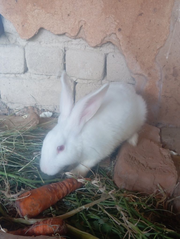 2 ta quyon sotiladi 50 kunlik