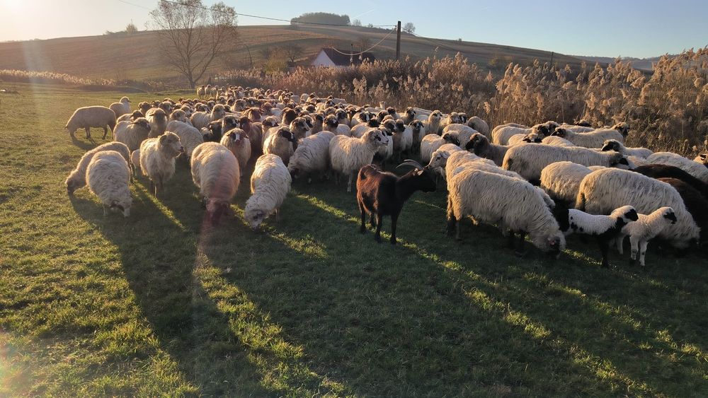 Vând oi 150 bucati