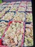 Vând struguri de vin productie 2025
