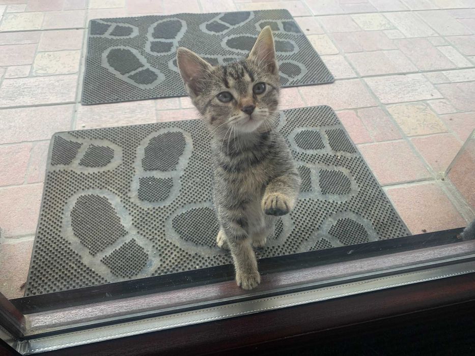 Pisoi pentru adoptie