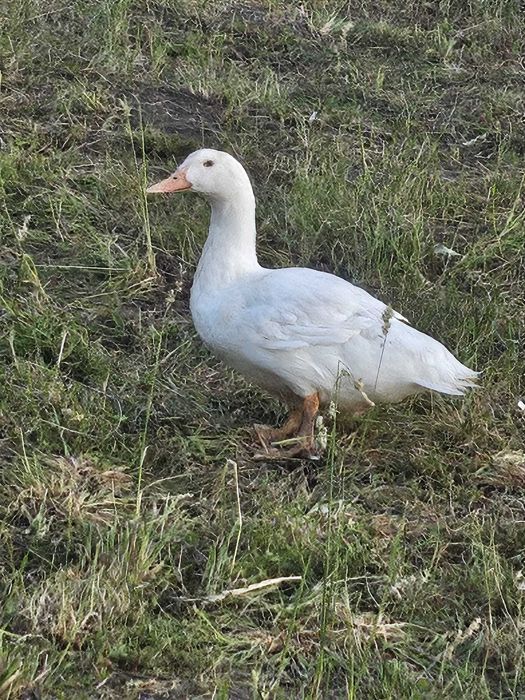 Rate de carne si Gaste de vanare