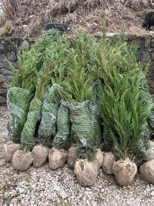 Leylandii 2.5m- 3m gard viu/ calitate premium/ gazon rulou sport