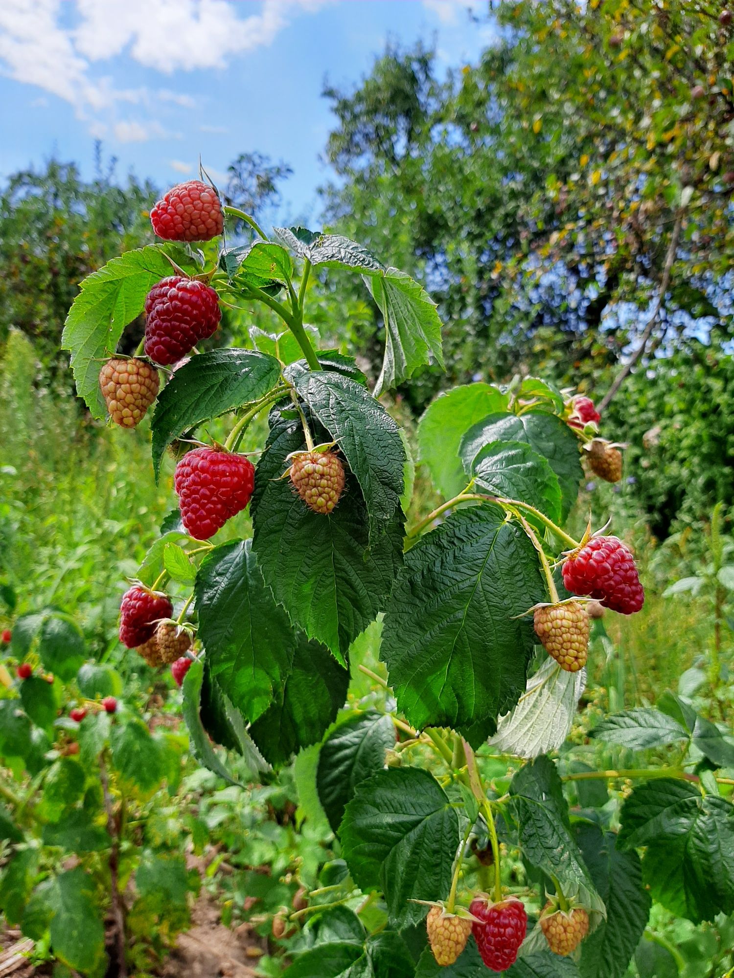 Drajoni  zmeură Delniwa