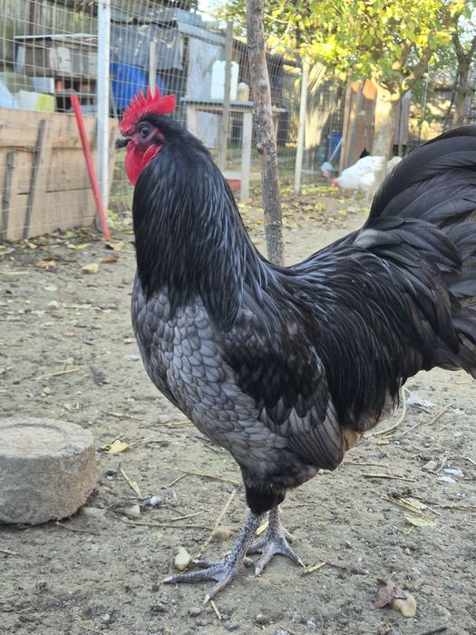 Cocoș Australorp albastru -vand sau schimb