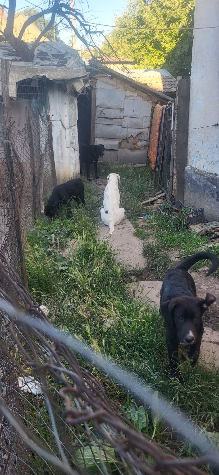 Căței caini labrador
