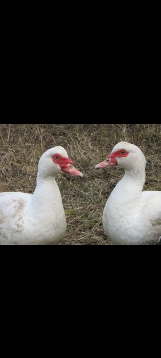 Vând Rațe Rouen și Rațe Mute Albe !!!