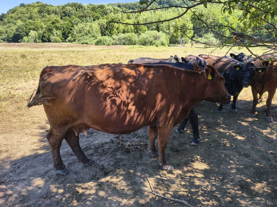 Vand Taurine de carne ANGUS