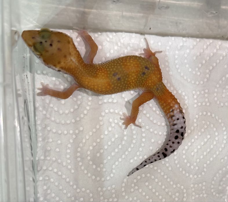 Бебета леопардови гекони и др.