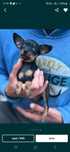 Pinscher toy caine de apartament