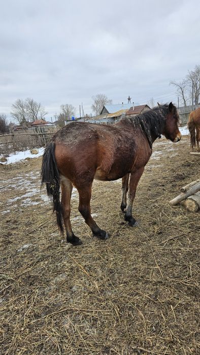 Продаем кобылу, 4 года