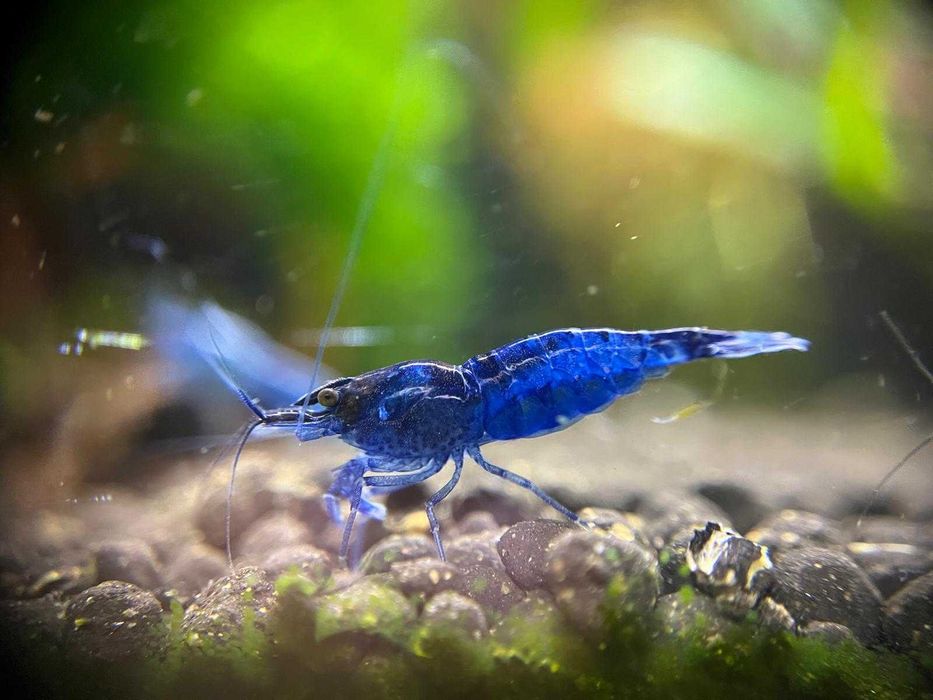 20 + 8 bonus Neocaridina Red Sakura grade creveti, Conuri de arin