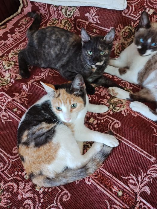 Pisici pentru donație