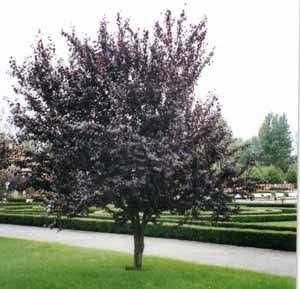 Червенолистна декоративна ябълка