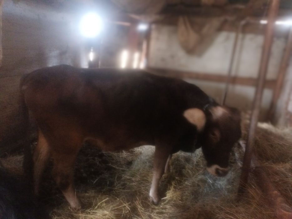 Vind vaca de7an de tinut e buna blinda 9l lapte montata in8 sept,și o