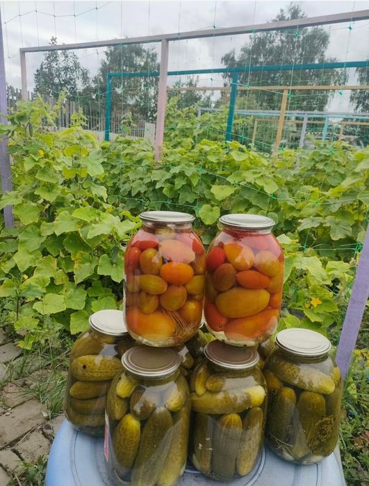 Соленья. Огурцы помидоры