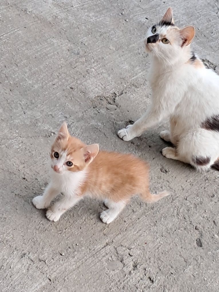 Donez pui de pisică