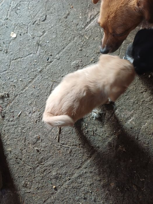 Donez cățelușe pitice