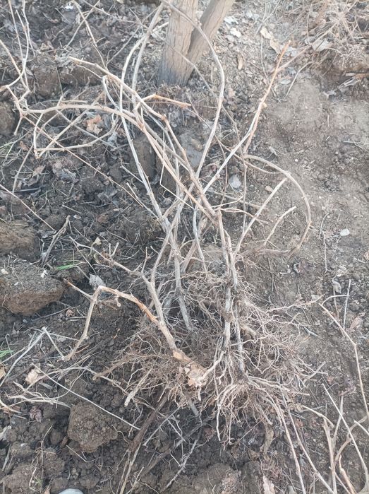 Uzum kuchat sotiladi.