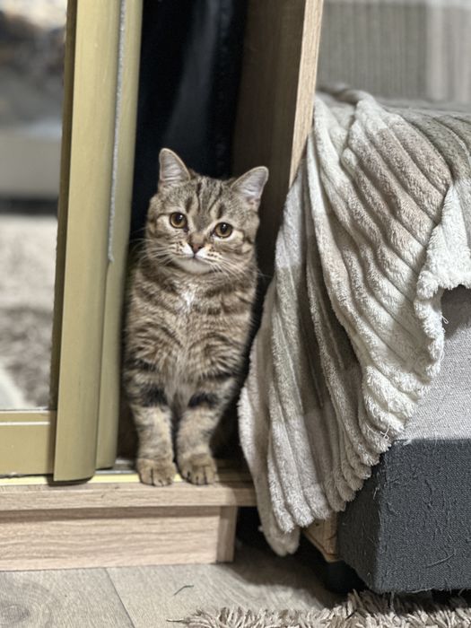 Отдам в добрые руки кошечку