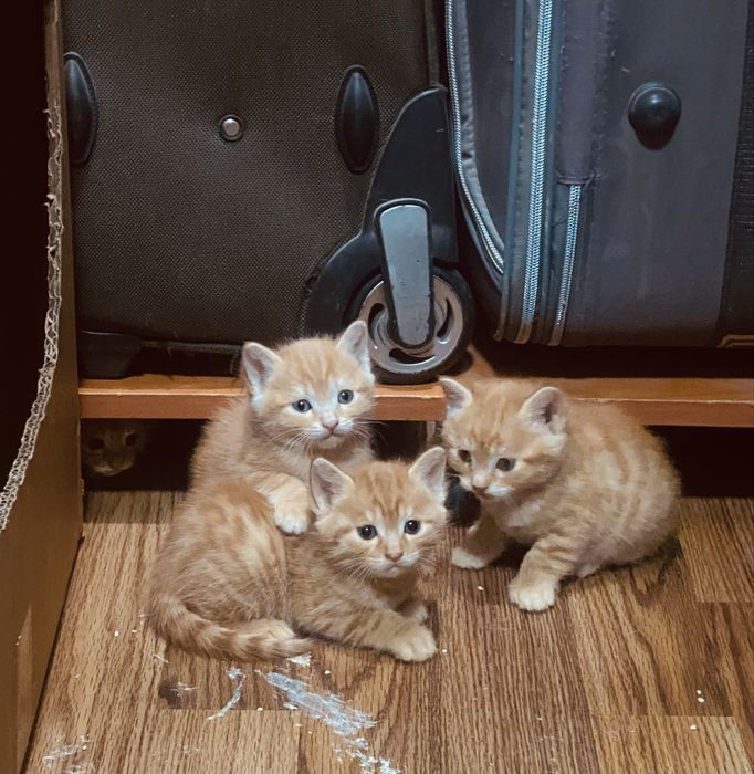 Адам в добрые руки