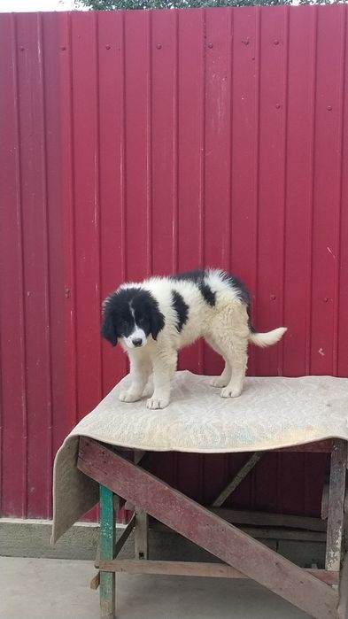 Pui Ciobanesc bucovina