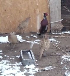 Қырғауылдар сатылады