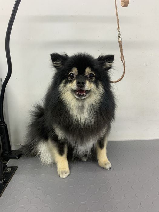 Профессиональный груминг для ваших любимцев!